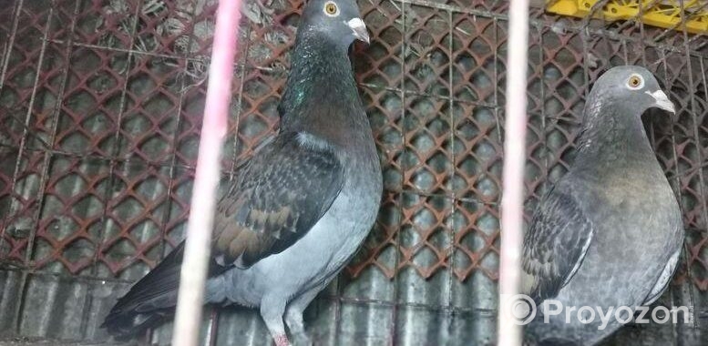 রেসার কবুতর