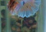 Imported Betta Fish