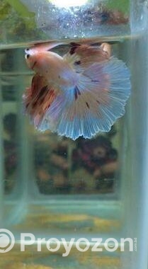 Imported Betta Fish