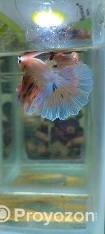 Imported Betta Fish