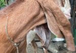 এই ছাগল টি বিক্রি করা হবে