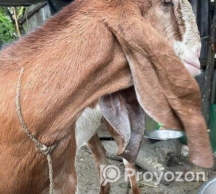এই ছাগল টি বিক্রি করা হবে