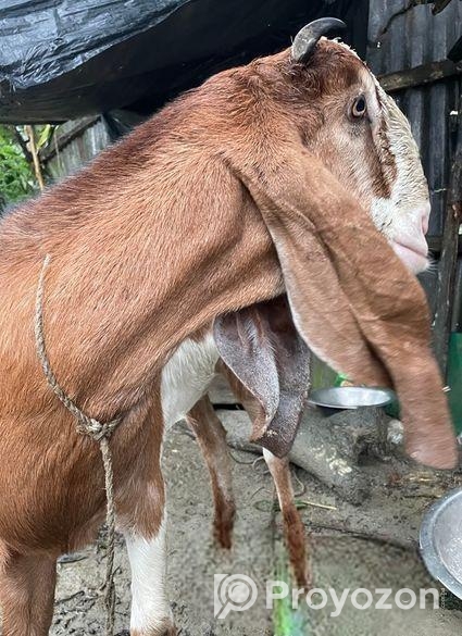 এই ছাগল টি বিক্রি করা হবে