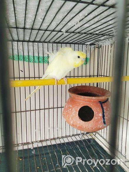 এক জোরা বাজি গার বিক্রি হবে