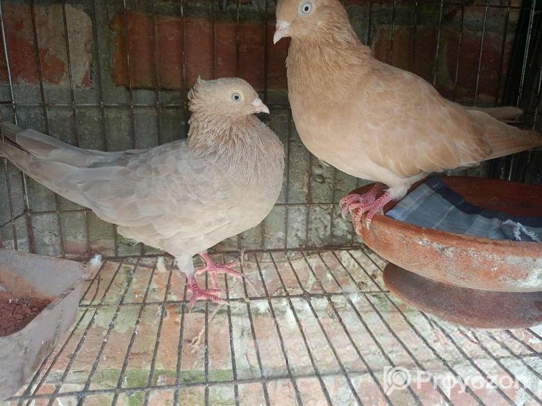 ঘিয়াচুল্লি কবুতর