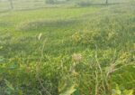 জমি বিক্রয় বিজ্ঞপ্তি