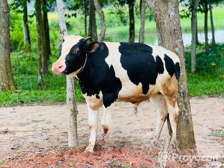 একটি উন্নতমানের ফ্রিজিয়ান ষাঁড় বিক্রি হবে!