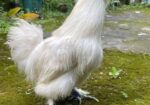 Silky Morogo