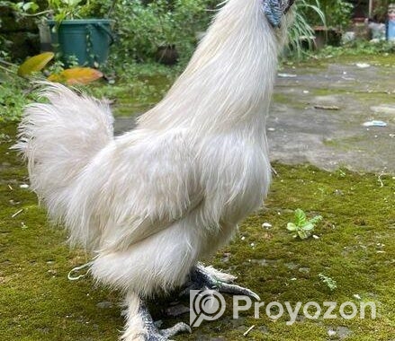 Silky Morogo