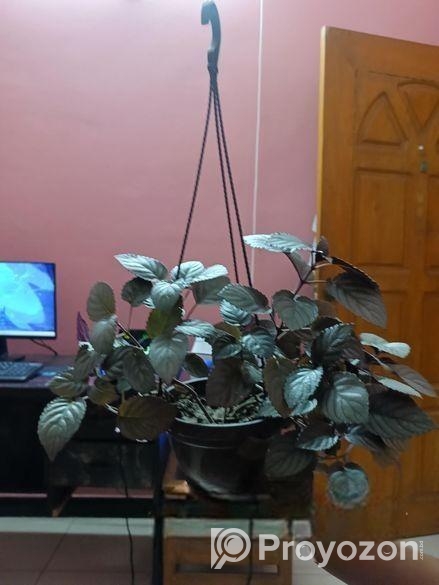 Purple Passion/Velvet Plant