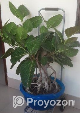 বনসাই কাঠালি বট গাছ