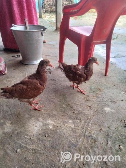 King kobotorer baccha