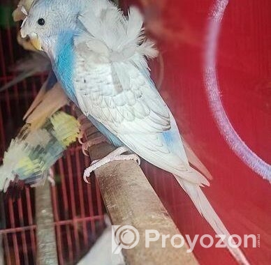 ২ পিছ জেপি ফিমেল