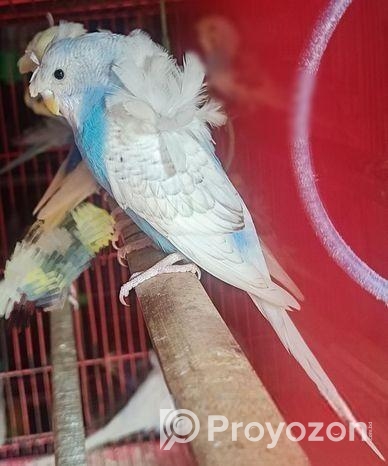 ২ পিছ জেপি ফিমেল