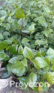 বিদেশি জবা ফুল গাছ