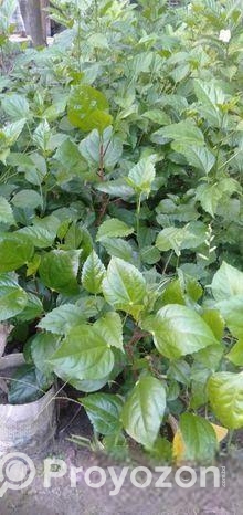 বিদেশি জবা ফুল গাছ