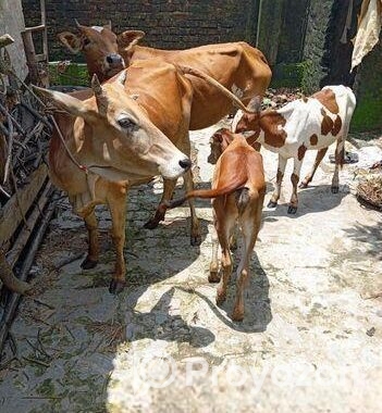 উন্নত জাতের রোগ মুক্ত ঘরে পালা পাহাড়ি গরু গাভী এবং বাছুর