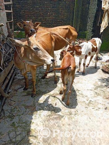 উন্নত জাতের রোগ মুক্ত ঘরে পালা পাহাড়ি গরু গাভী এবং বাছুর