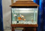 Aquarium full set