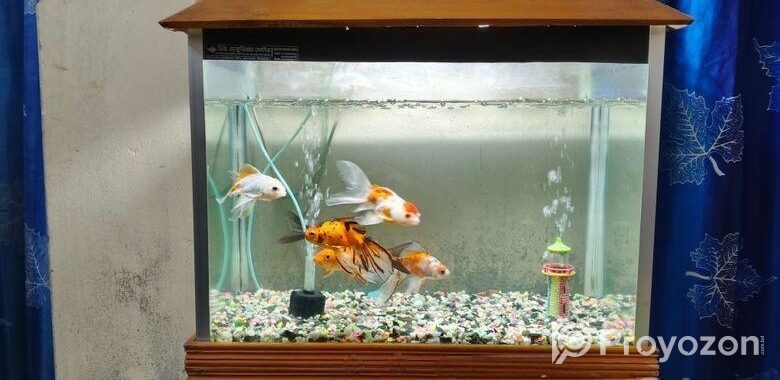 Aquarium full set