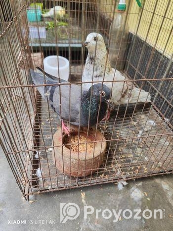 দেশি জালালি কবুতর প্রতি মাসে ডিম বাচ্চা ১০০% গ্যারান্টি