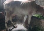 দেশী গাভী
