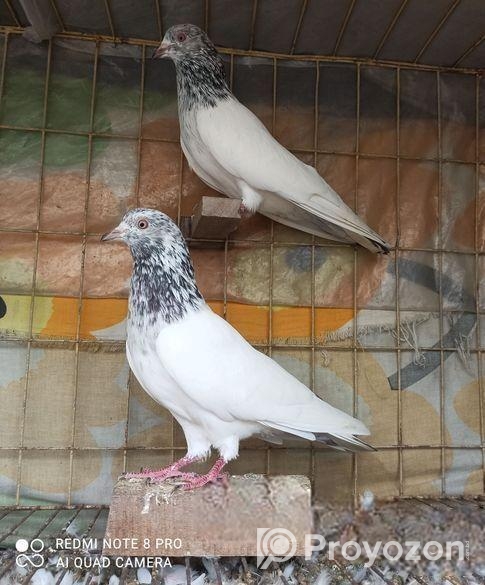 হোয়াইট গোল্ডেন নর