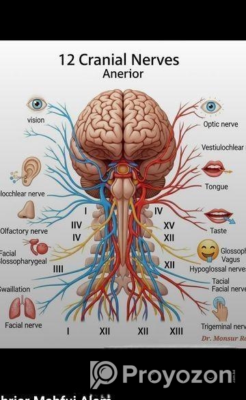 ডাক্তার/ফিজিওথেরাপি