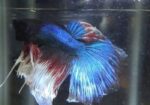 Imported Betta Fish