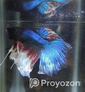 Imported Betta Fish
