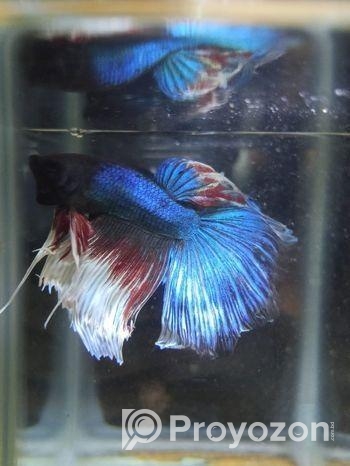 Imported Betta Fish