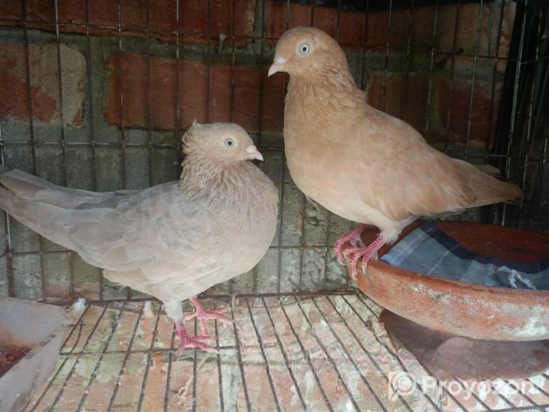 ঘিয়াচুল্লি কবুতর