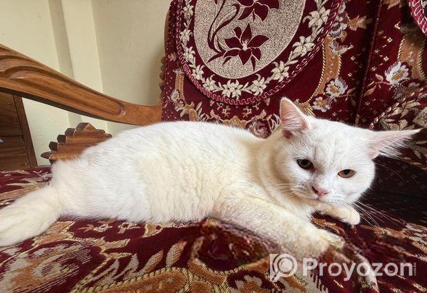 পারশিয়ান বিড়াল