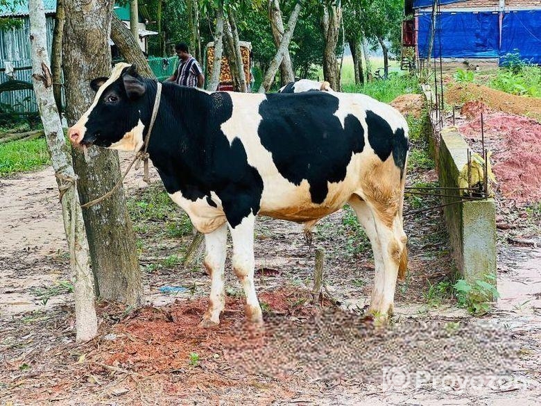 একটি উন্নতমানের ফ্রিজিয়ান ষাঁড় বিক্রি হবে!