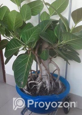 বনসাই কাঠালি বট গাছ