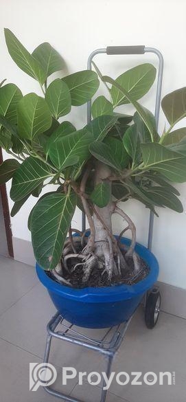 বনসাই কাঠালি বট গাছ