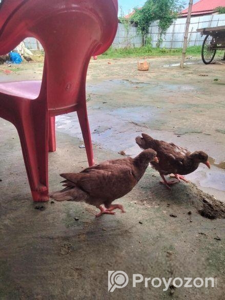 King kobotorer baccha