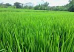 জমি বিক্রয় করা হবে