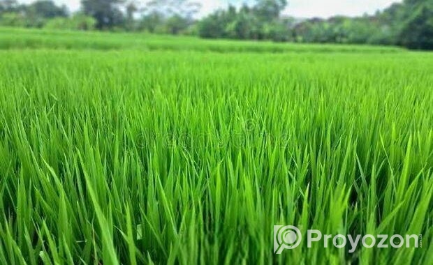জমি বিক্রয় করা হবে
