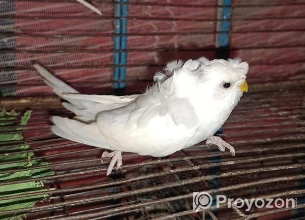 ২ পিছ জেপি ফিমেল