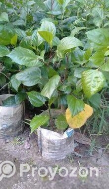 বিদেশি জবা ফুল গাছ