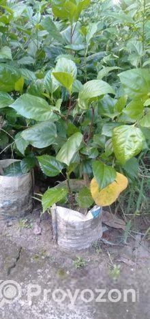 বিদেশি জবা ফুল গাছ