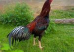 অরজিনাল ইন্ডিয়ান আসিল মোরগ বিক্রি করা হবে।
