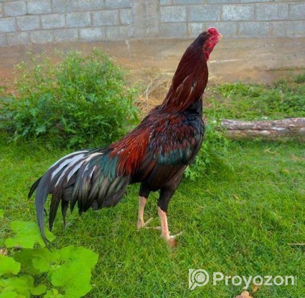 অরজিনাল ইন্ডিয়ান আসিল মোরগ বিক্রি করা হবে।