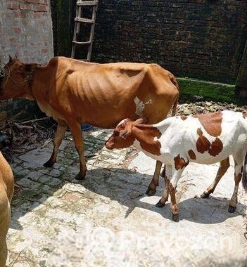 উন্নত জাতের রোগ মুক্ত ঘরে পালা পাহাড়ি গরু গাভী এবং বাছুর