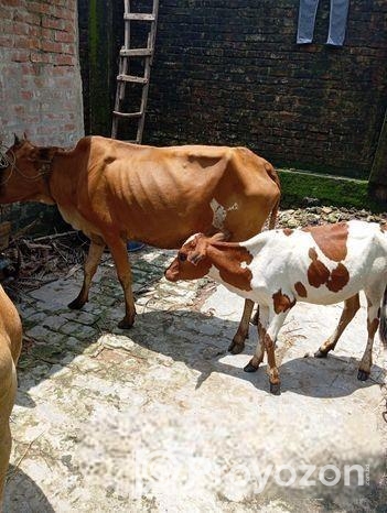 উন্নত জাতের রোগ মুক্ত ঘরে পালা পাহাড়ি গরু গাভী এবং বাছুর