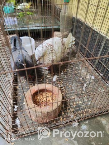 দেশি জালালি কবুতর প্রতি মাসে ডিম বাচ্চা ১০০% গ্যারান্টি