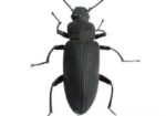 বিটল পোকার মাদার পোকা! mother beetles