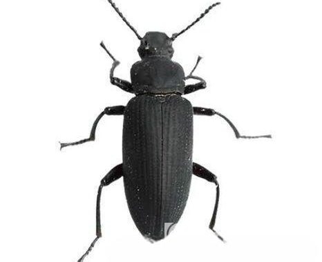 বিটল পোকার মাদার পোকা! mother beetles