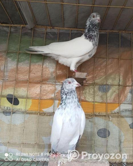 হোয়াইট গোল্ডেন নর